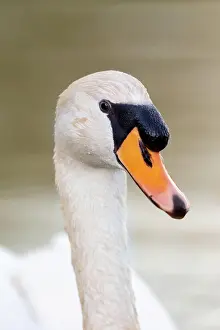 Early: Mute swan (Cygnus olor) swimming on a lake in early