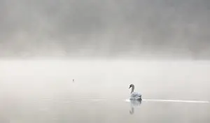 Stover: Mute Swan (Cygnus olor) swimming on a misty lak