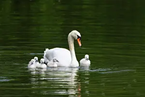 200619: Mute swan (Cygnus olor) swims with chicks in the