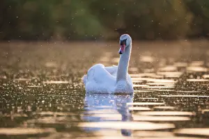Gold: A Mute Swan (Cygnus olor) swims on the Steinhuder Meer in the golden evening light and is swarmed by mosquitoes
