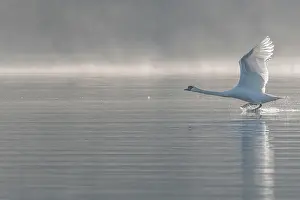 Grand: Mute swan (Cygnus olor) on takeoff on the water
