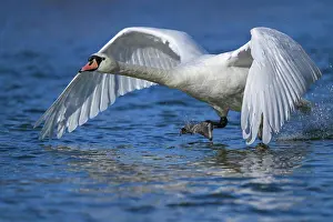 Start: Mute swan (Cygnus olor), taking off from the wat