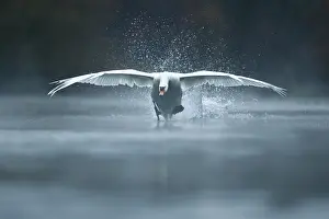 Spatter: Mute swan (Cygnus olor) taking off on water front