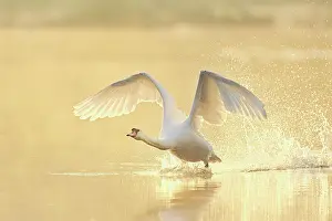 Taking: Mute Swan (Cygnus olor), taking off from the water