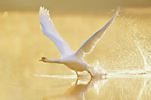 Taking: Mute Swan (Cygnus olor), taking off from the water