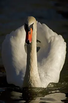 Makes: Mute Swan (Cygnus olor) - UK - Showing busking display