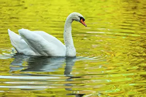 040520: Mute Swan (Cygnus olor) - in a urban lake - Gijon