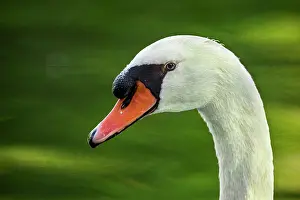 040520: Mute Swan (Cygnus olor) - in a urban lake - Gijon