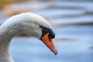 Asturias: Mute Swan (Cygnus olor) - in a urban lake - Gijon