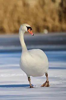 Olor: Mute swan (Cygnus olor) walking on a frozen lake