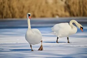 Olor: Mute swan (Cygnus olor) walking on a frozen lake