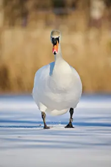 Olor: Mute swan (Cygnus olor) walking on a frozen lake