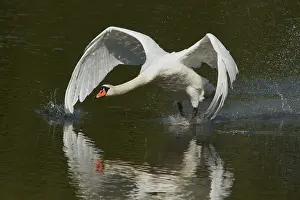 Waarden: Mute Swan (Cygnus olor) walking on water, the N