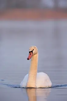 Graceful: Mute Swan (Cygnus olor), in water, Germany, Europe