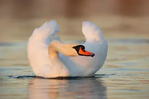 Preen: Mute Swan (Cygnus olor), in water, Germany, Europe