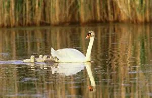 Cygnet: Mute Swan (Cygnus olor) with young