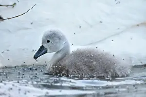Surrounded: Mute swan (Cygnus olor), young animal surrounded