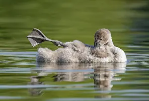 Float: Mute swan (Cygnus olor) young bird swimming on a pond