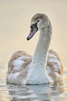 Danube: Mute swan (Cygnus olor) youngster swimming on donau