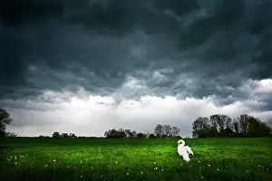 Sideview: Mute Swan ( Cygnus olor)standing on a meadow