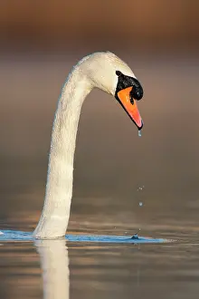 Roy Glen: Mute Swan emerging from water