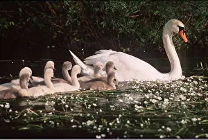 Swans: MUTE SWAN FAMILY- & W.CROWFOOT