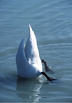 Upside: MUTE SWAN - bottom up feeding