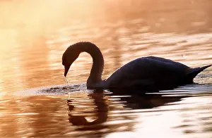Sympathy: MUTE SWAN - feeding on lake at sunset