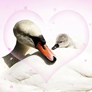 Cygnet: Mute Swan female carrying cygnet hearts valentine