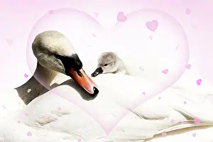 Cygnet: Mute Swan female carrying cygnet hearts valentine