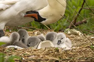 Cygnet: Mute swan - female with cygnets- Norfolk, UK