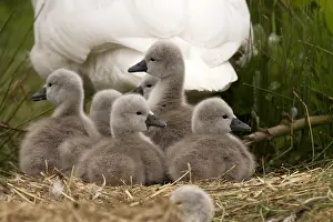 Hatched: Mute swan - female with cygnets - Norfolk, UK