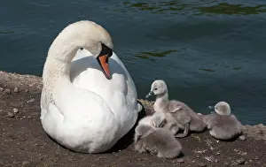 Cygnet: Mute Swan female with cygnets beside pond