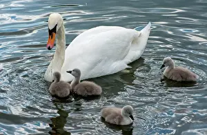 Cygnet: Mute Swan female feeding cygnets
