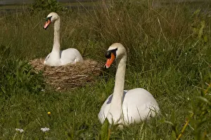 050918: Mute swan - female and male, male protecting