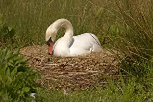Incubating: Mute swan - female, on a nest - Norfolk, UK