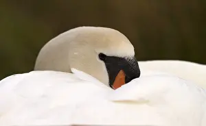 050918: Mute swan - female, resting - Norfolk, UK