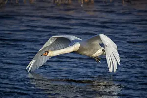 120219: Mute Swan - Flight - Somerset - UK