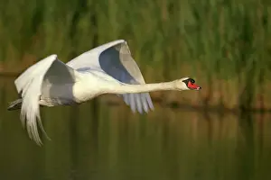 Loud: Mute Swan - in flight. Wings produce loud hum in