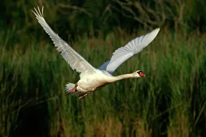 Loud: Mute Swan - In flight, wings produce loud hum in