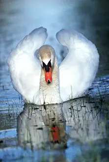 Raised: MUTE SWAN - on lake, facing, wings raised, displaying