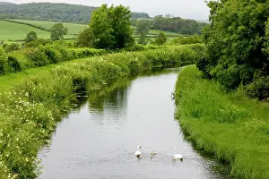 Canals: Mute Swan - Lancaster Canal, near Carnforth, Lancashire