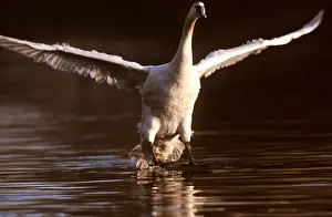 Swans: MUTE SWAN - landing on water