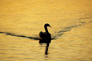 Cobbs: Mute Swan - Male