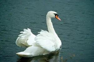 Cobbs: Mute Swan - male in aggressive display