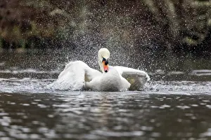 Spray: Mute Swan - Male - Bathing - UK