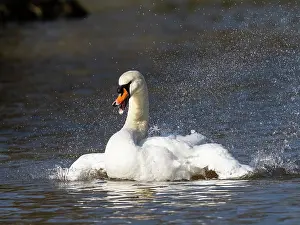 150321: Mute Swan - male bathing vigorously, Hessen, Germany