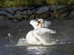 150321: Mute Swan - male bathing vigorously, Hessen, Germany