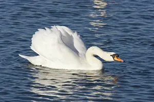 Cobbs: Mute Swan - Male Displaying