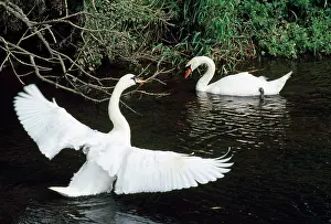 Pens: Mute Swan - male displaying to female